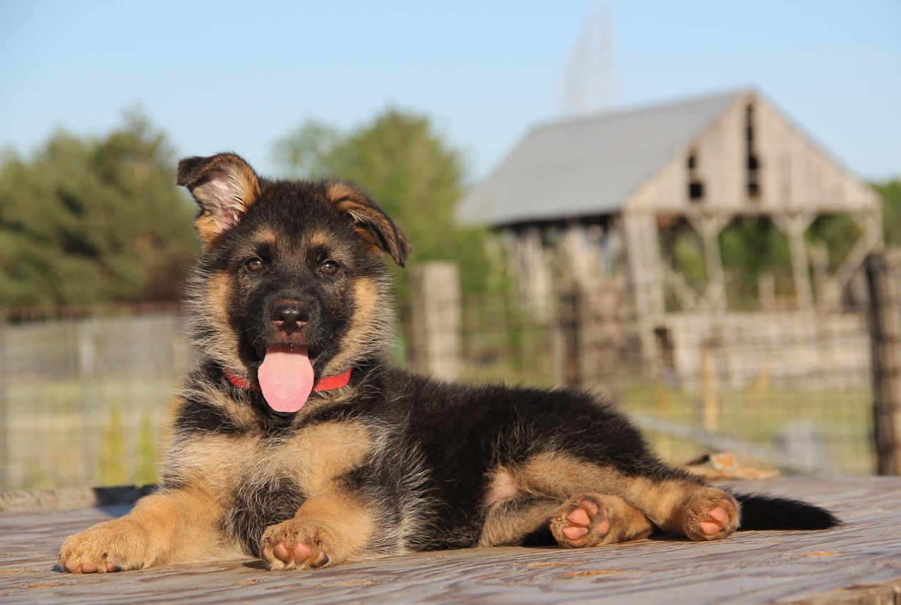 반려견의 모방 학습: 다른 강아지를 보고 나쁜 버릇까지 배우는 이유