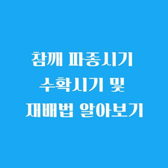 참깨 심는시기 파종시기 수확시기 및 재배법 알아보기