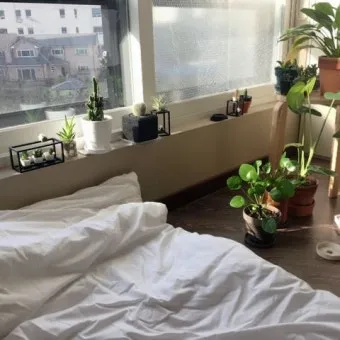 북서향 창문 식물 선택 저광량관리 물주기 식물등 세팅 가이드_30