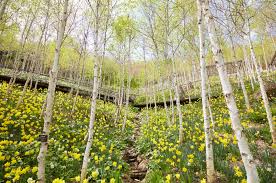 2024 화담숲 예약 가이드