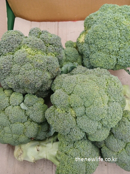 재래시장이나 마트 박스 위에 진열된 신선한 생브로콜리 여러 송이