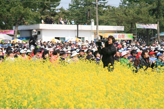 삼척 맹방 유채꽃축제