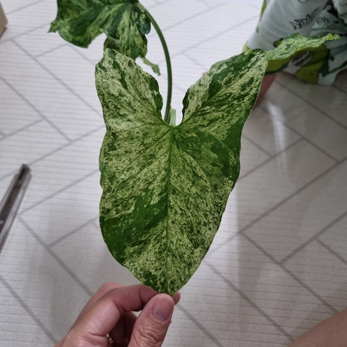 산반 무늬가 아름다운 모히또