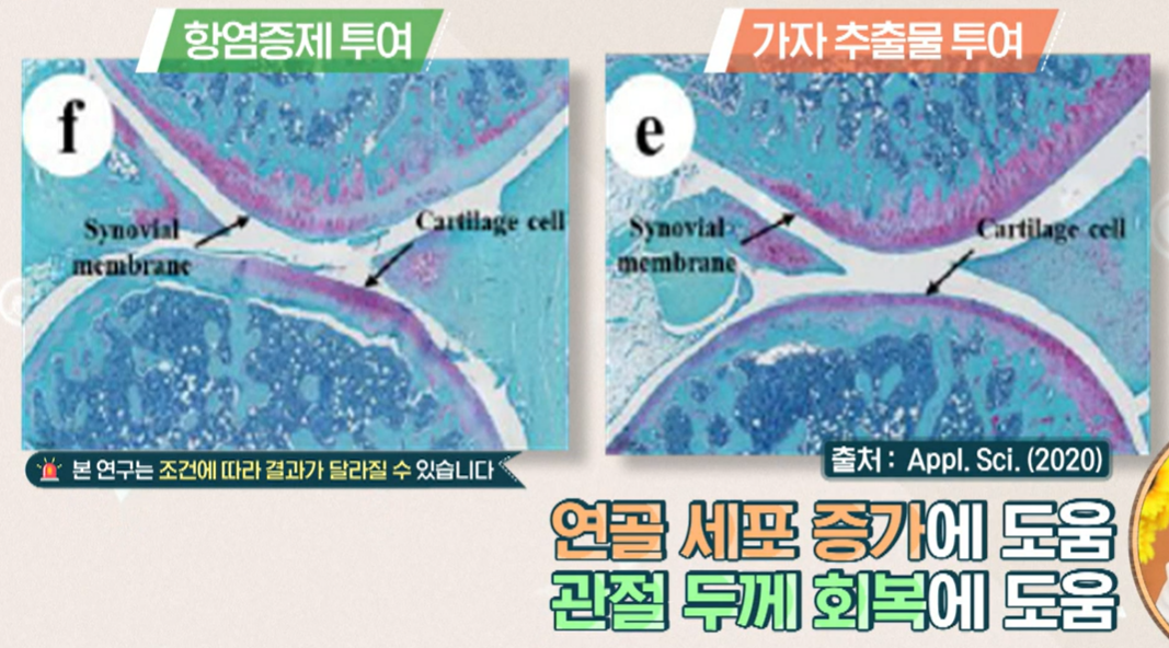 가자추출물 효능