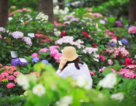 아침고요 수국 전시회