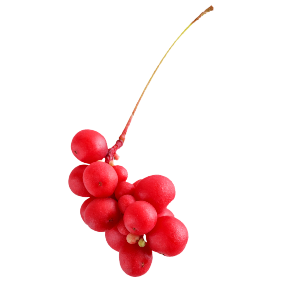 오미자와 관련된 사진입니다.