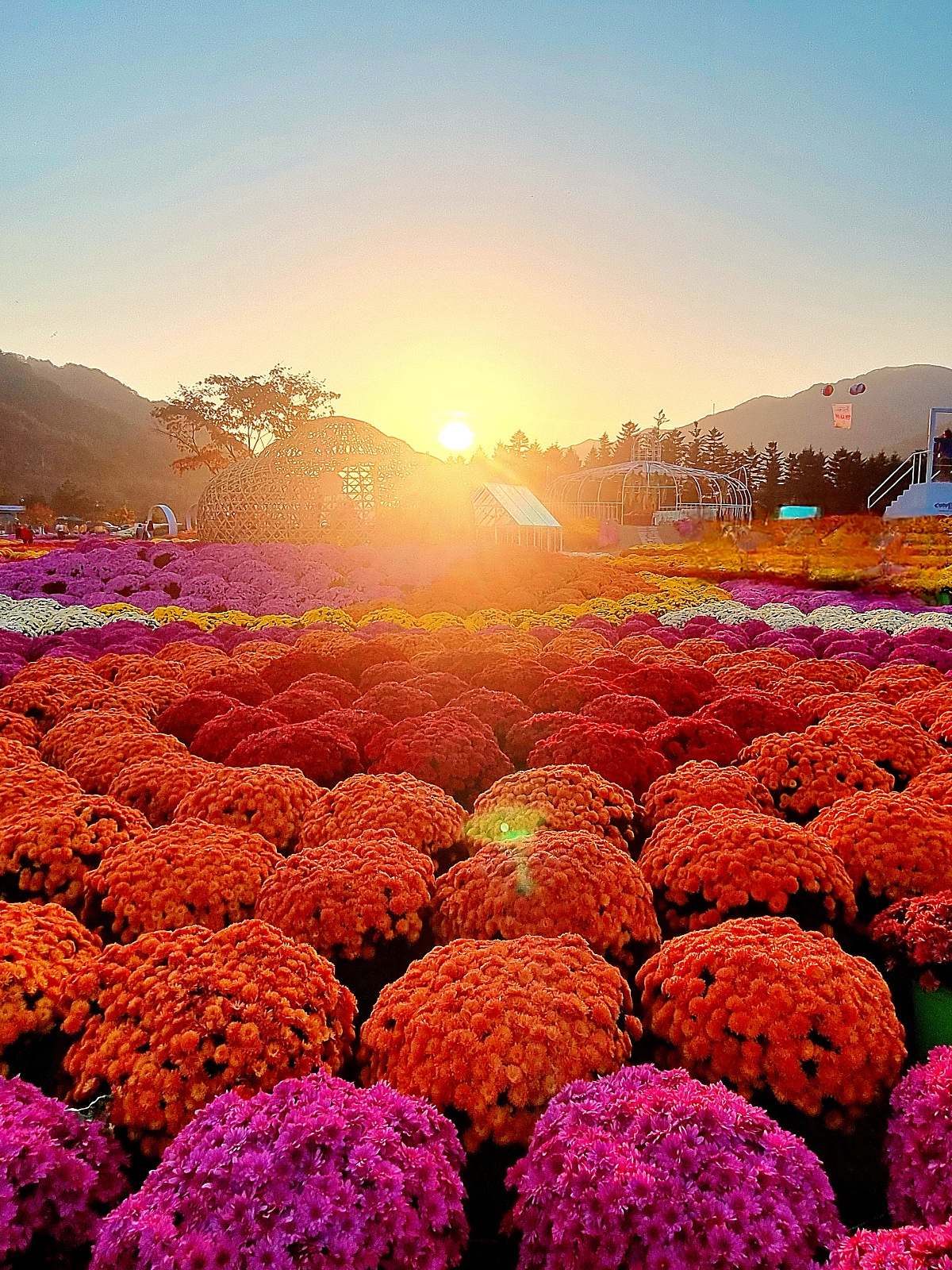 2024 강원도 인제 가을꽃 축제: 꽃길만 걷자 노을빛 국화 풍경, 단풍 후기 (10.17.)