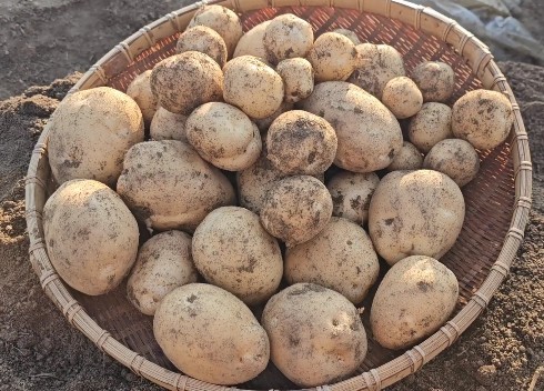 감자종류 차이점 비교(두백감자, 수미가자, 대지감자) - 효능, 맛, 칼로리, 가격, 보관방법