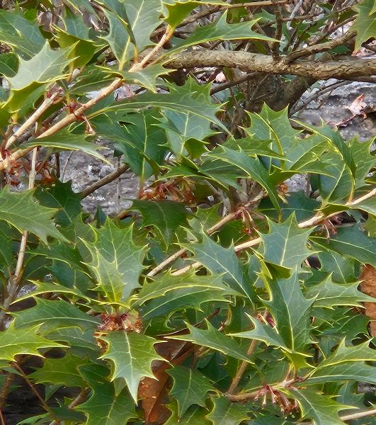 호랑가시나무 잎3