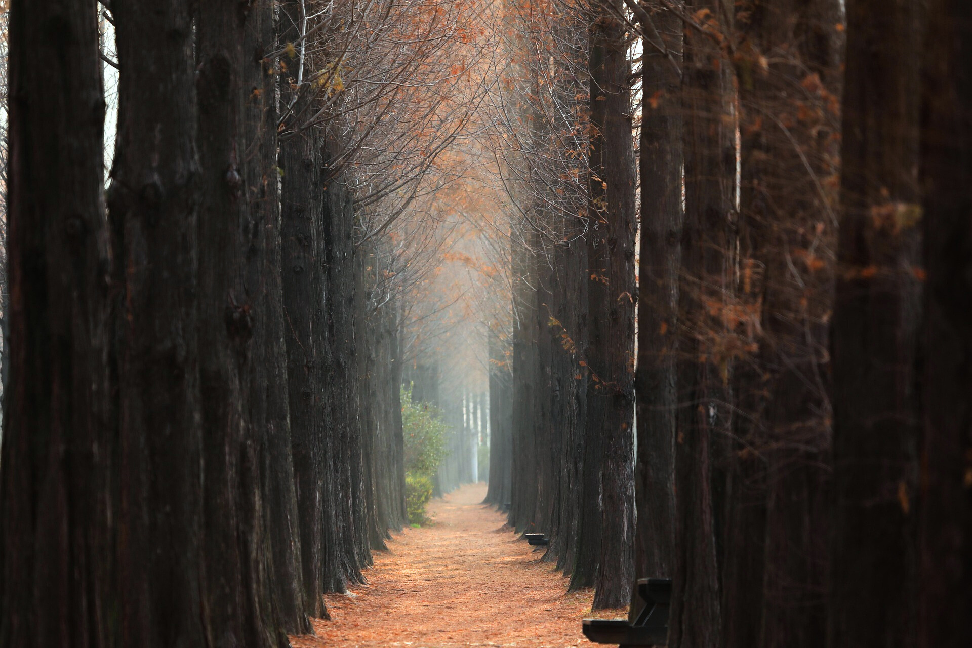 아칭 나무 관련 사진