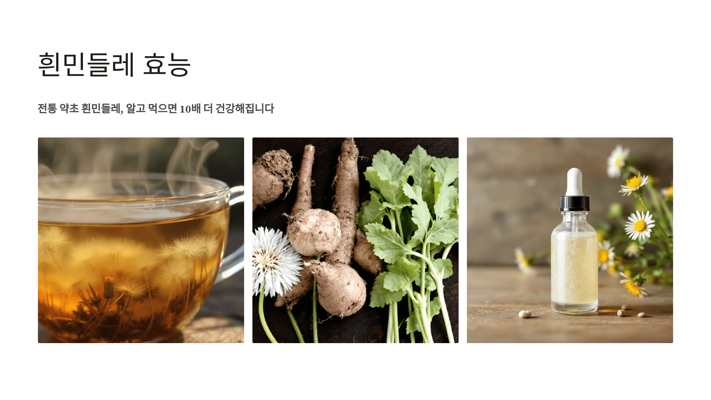 흰민들레 사진입니다.