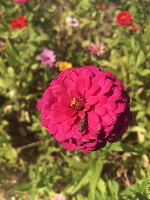 내장산 단풍 절정 시기｜주차&middot;케이블카&middot;탐방코스 완전정리