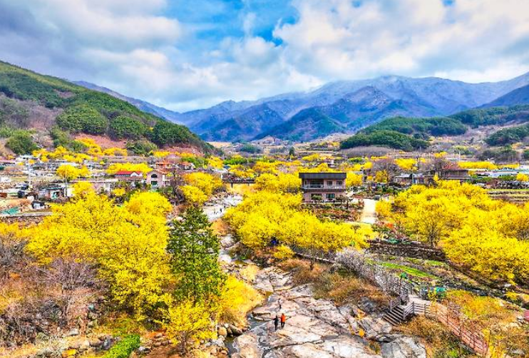 구례 산수유꽃축제 기간