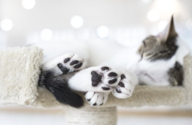 발바닥이 검은 잠자는 고양이.