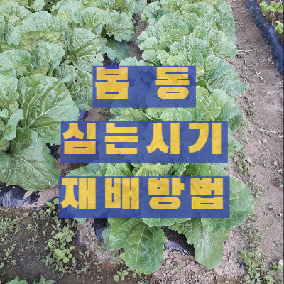 봄동 심는 시기 및 재배방법 알아보기