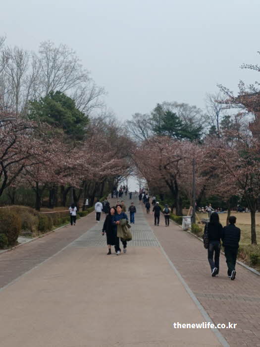 서울어린이대공원 벚꽃 잔디밭 사진