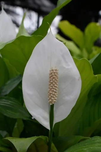 스파티필름 키워보자, 꽃피우기, 꽃대자르기, 종류, 가지치기, 수경, 포기나누기_30