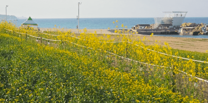 강릉 사근진 해변 유채꽃밭