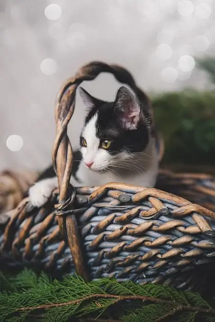 반려동물과 함께 살면서 처음으로 느낀 책임감의 무게