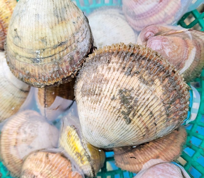 6시내고향 홍성전통시장 새조개