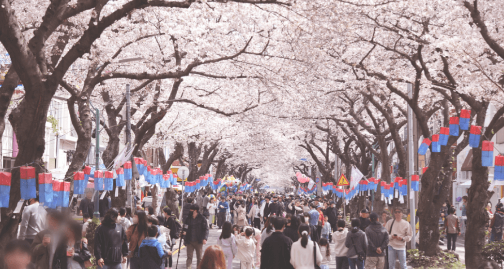 제주 제주시 전농로 왕벚꽃 축제 일정 주차 정보