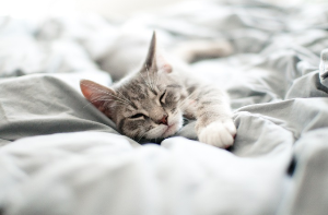 침대 위에서 자는 고양이