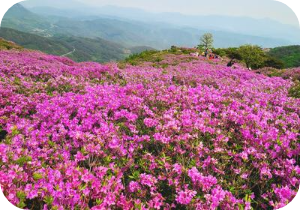 황매산 철쭉 절정 이미지 출처: 황매산 국립공원