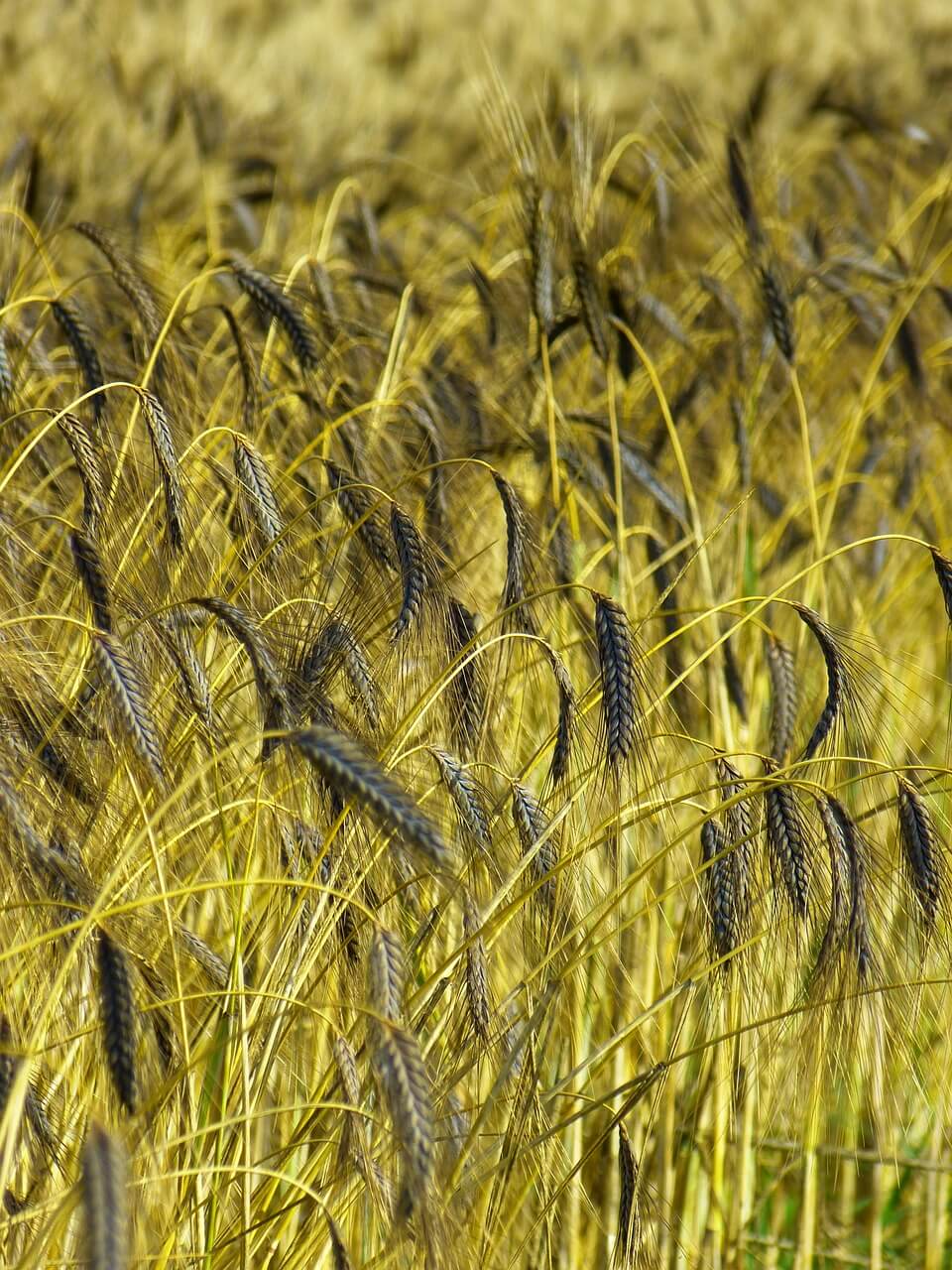 고대 곡물의 귀환&amp;#44; 파로(Farro)