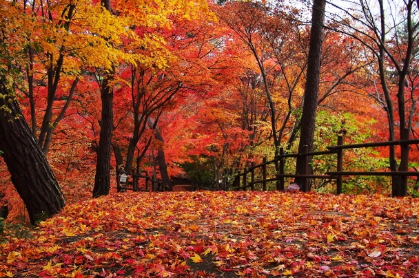 청남대 가을축제 : 단풍·국화·호수가 어우러진 청주의 대표 가을 명소!