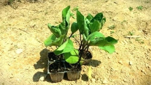 가지-모종심기-아주심기-모종-심는시기-정식시기-수확시기-거름주기-밑거름