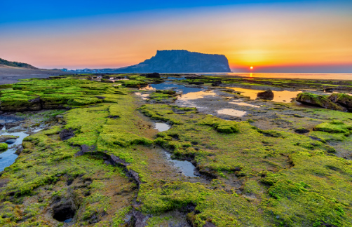 제주푸드앤와인페스티벌, 미식과 여행을 함께 즐기는 제주 5월 축제