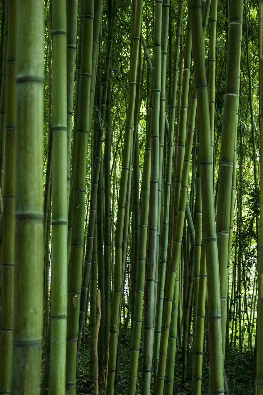 지속 가능한 건축 자재 혁명, 대나무 건축(Bamboo Architecture)