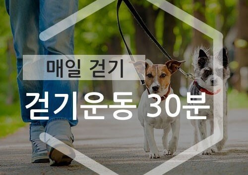 매일 걷기와 푸쉬업 운동 예찬