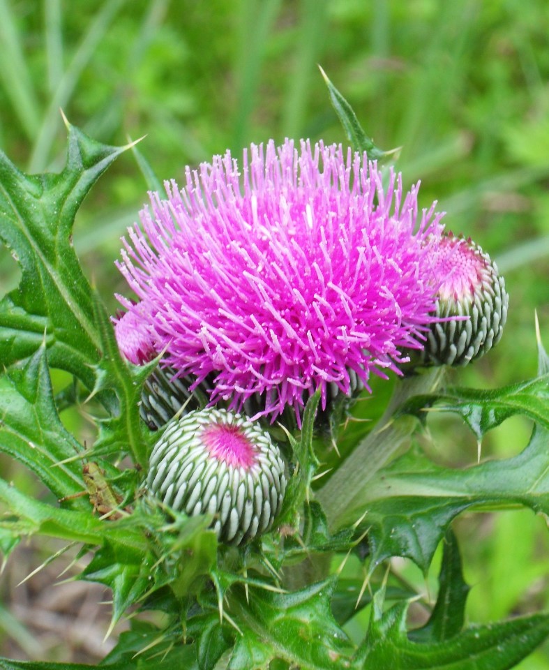 밀크씨슬 효과와 복용법