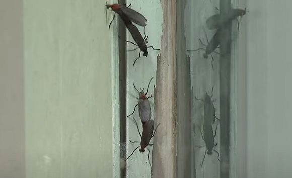 러브버그