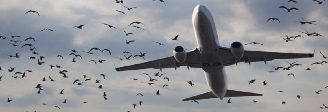 버드스트라이크 발생 원인