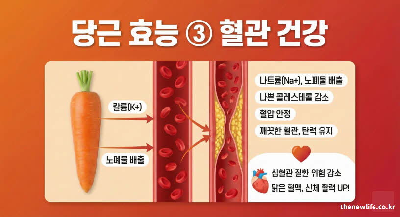 당근 효능 혈관 건강 - 칼륨 성분이 나트륨과 노폐물을 배출하고 나쁜 콜레스테롤을 낮춰 혈압 안정과 심혈관 질환 예방에 도움을 주는 인포그래픽