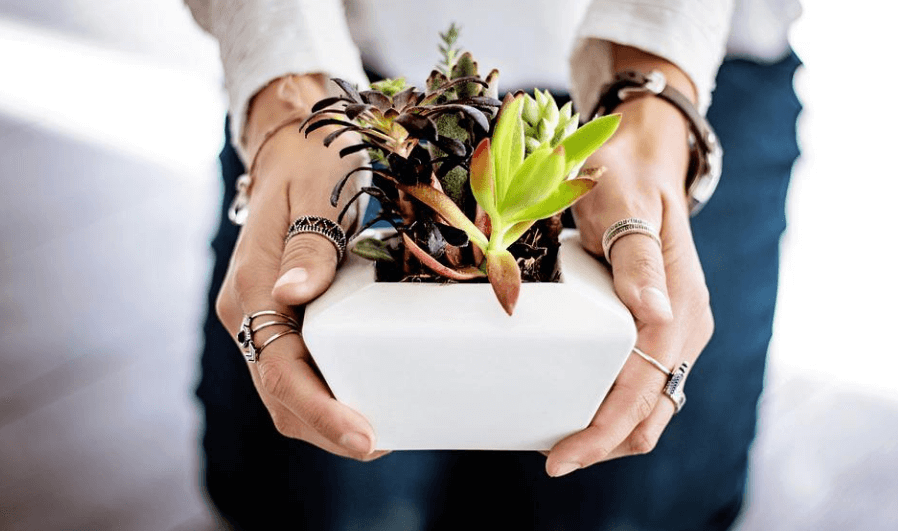 양손으로 이쁘게 자란 화분의 식물을들고 있다