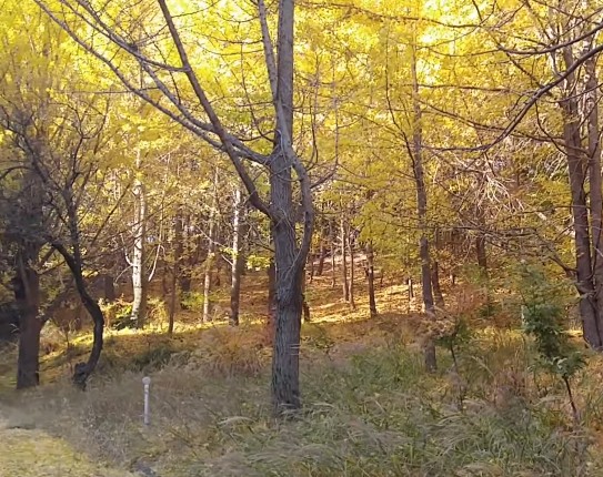 경기도 은행나무 단풍 명소 용인 호암미술관 은행나무 숲