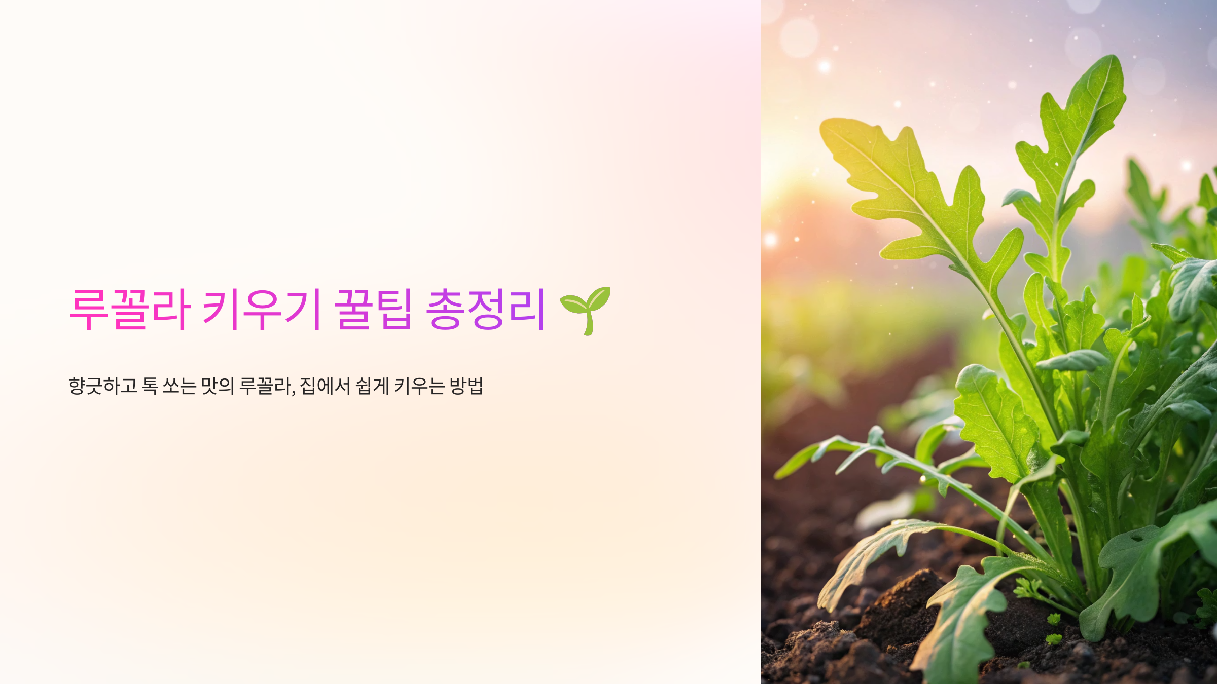 루꼴라 키우기 꿀팁 총정리 🌱
