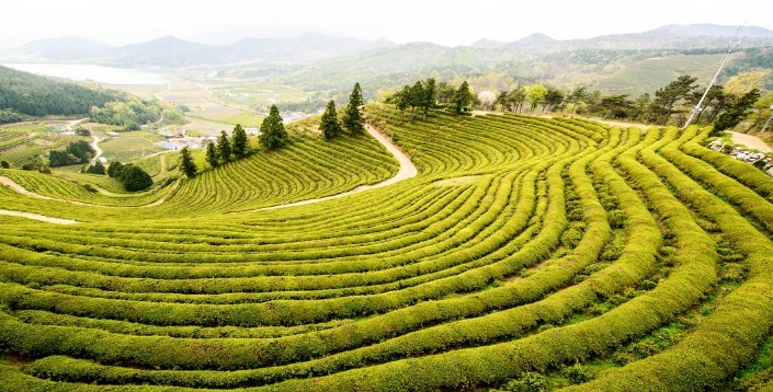 전남 보성 녹차밭 전경