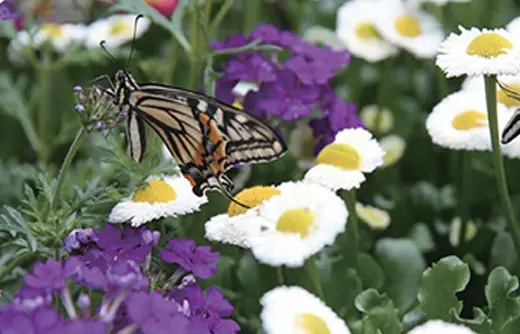 함평나비축제 주차장, 기간, 행사내용
