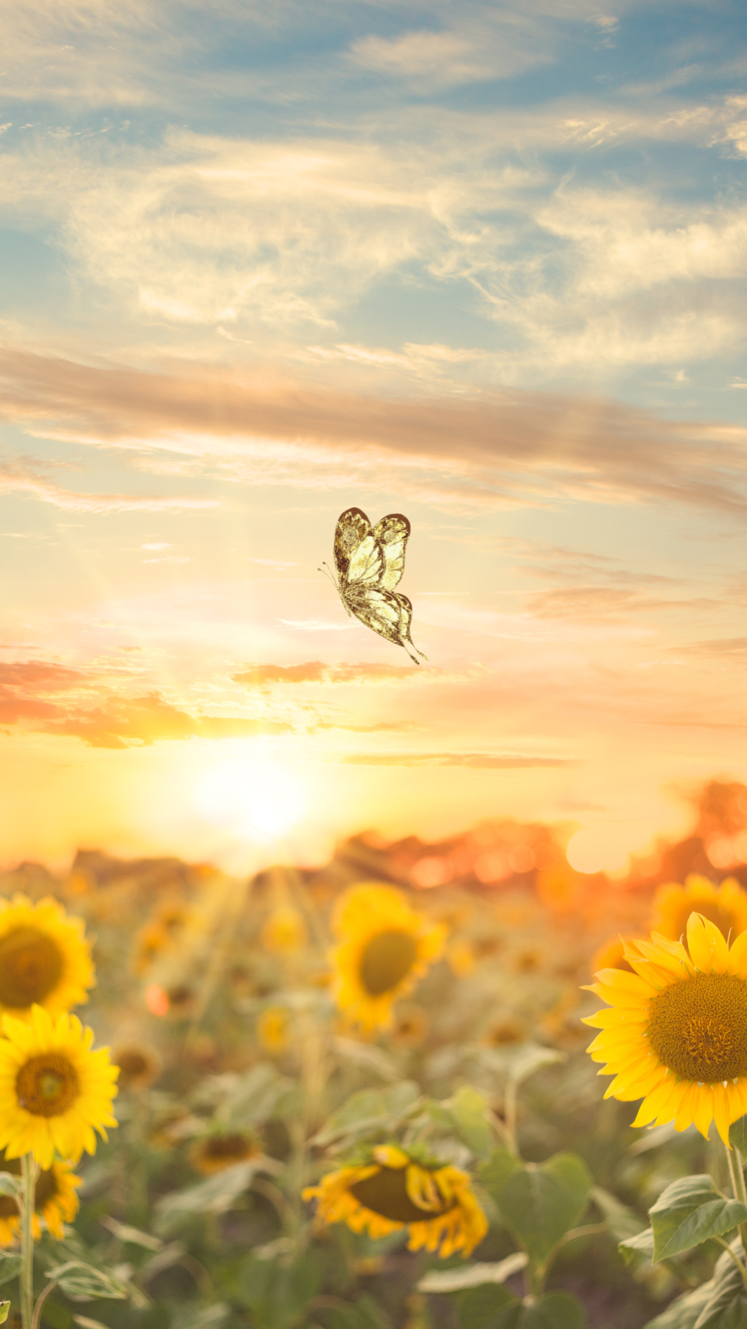 돈 들어오는 그림 해바라기 황금돼지 재물 바탕화면