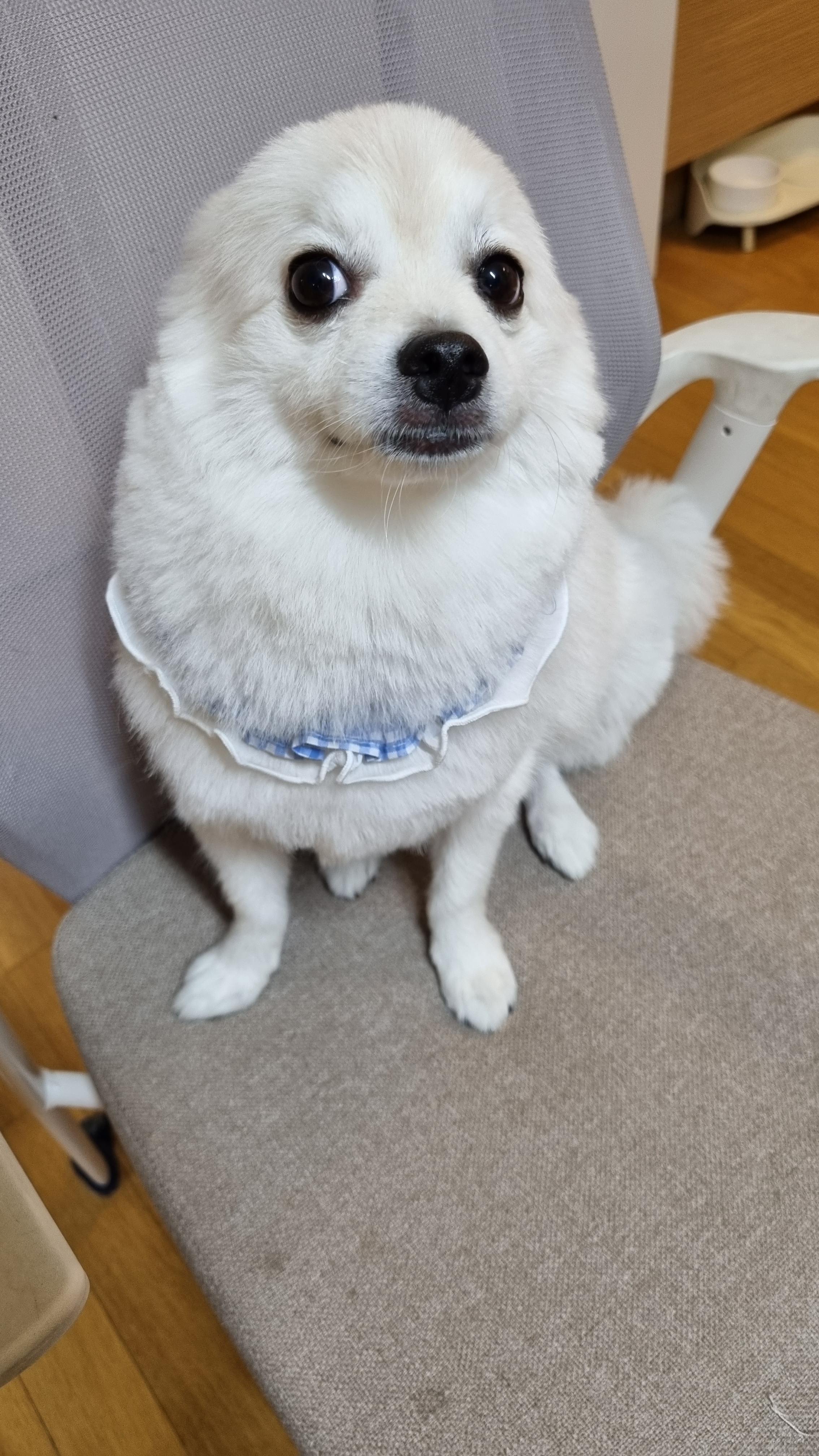 토토는 귀를 뒤로 넘기는 재능이 있지요