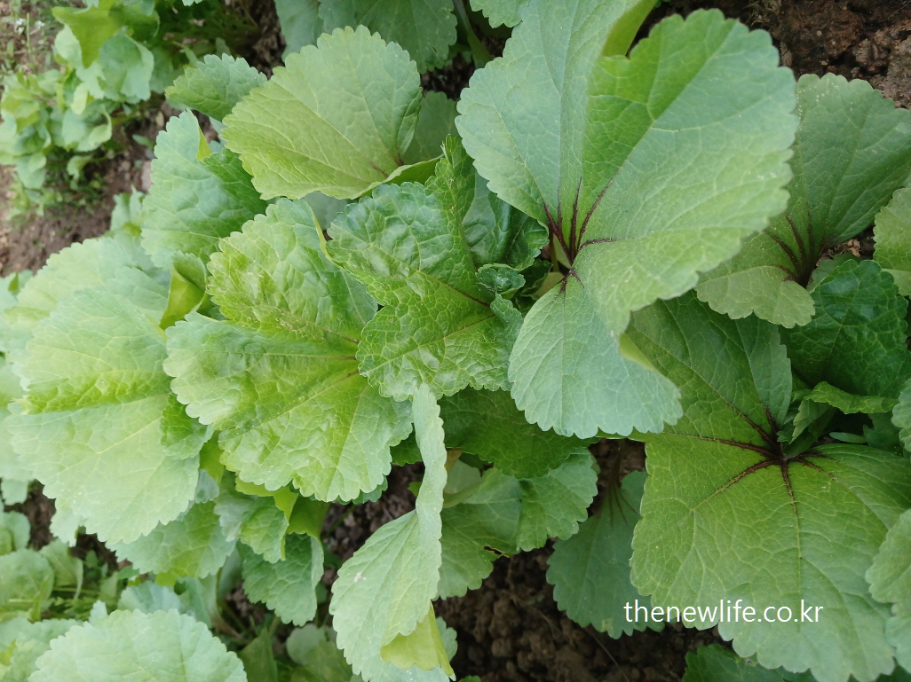 Healthy green mallow leaves growing close to the soil in early summer-초여름 땅 가까이 싱그럽게 자란 건강한 아욱 잎 모습