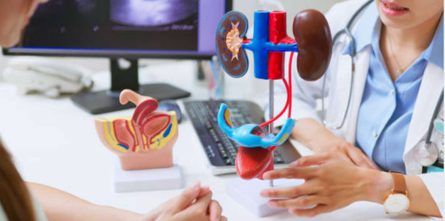 신장과 관련된 사진