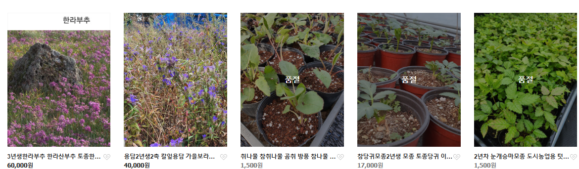 6시내고향 두메부추 자생식물 세종 연동면 세종약초원 정보