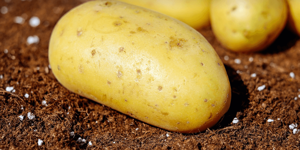 8월 제철 음식 사진 - 19