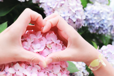 부산 태종대 수국축제