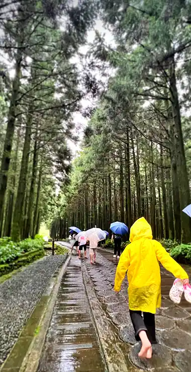 산책로 입구에서 촬영했는 아름다운 절물 휴양림 산책로 입니다.